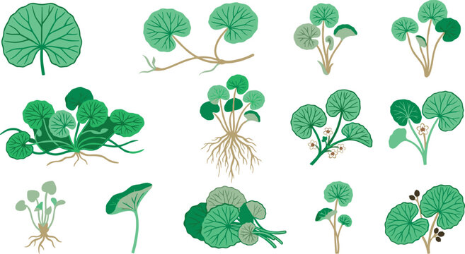 Botanical Gotu Kola Plant Collection Illustration with Herbal Leaves, Medicinal Greenery, and Natural Botanical Vector Elements Set