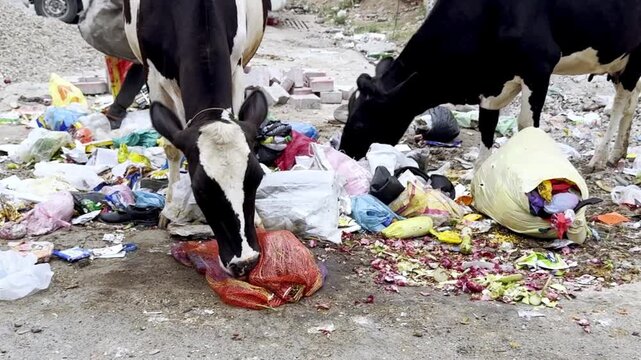 Cows Eating Waste at Urban Dumping Yard, Environmental Pollution, Stray Animals, City Garbage Scene and Public Health Concern
