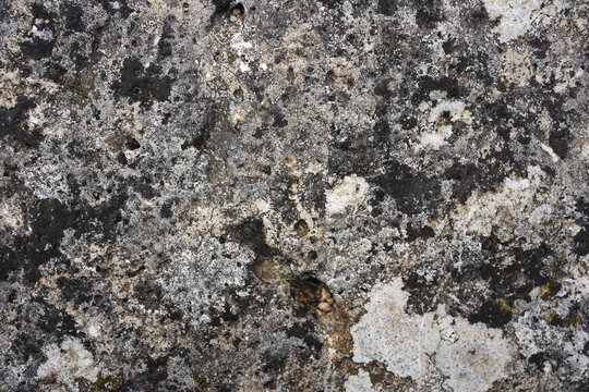 Rough natural stone texture covered with dark lichen, moss, and deep pits