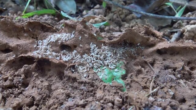 Saving the offspring. Red tree ants drag eggs from an open anthill. Thailand