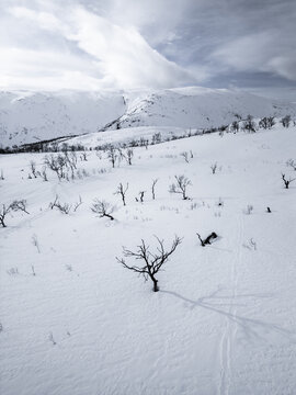 Aerial view of sparse leafless trees scattered across a vast snow-covered mountain landscape under a cloudy sky in Kvaloya, Troms, Norway.