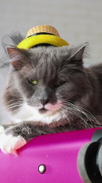 Calm feline on vibrant luggage with sharp gaze. Stoic cat seated on pink bag displaying intense eye contact. Quiet feline atop colorful suitcase exhibiting proud stance and piercing stare