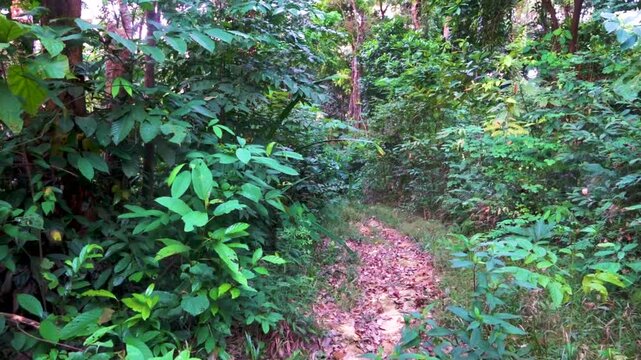 Tropical rainforest, Thailand. Sounds of tropical jungle The red-eyed cicada singing