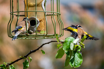 Pair of European goldfinches collecting seeds at a bird feeder. Small colorful birds with bright yellow wings and a striking red face. Common in british wildlife, often seen in gardens across the UK. © Elenitsa