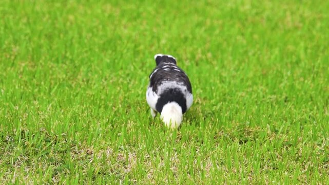 The black-collared starling (Gracupica nigricollis, adult) birds extract insects from the soil on the lawn. Feeding behavior. Thailand.