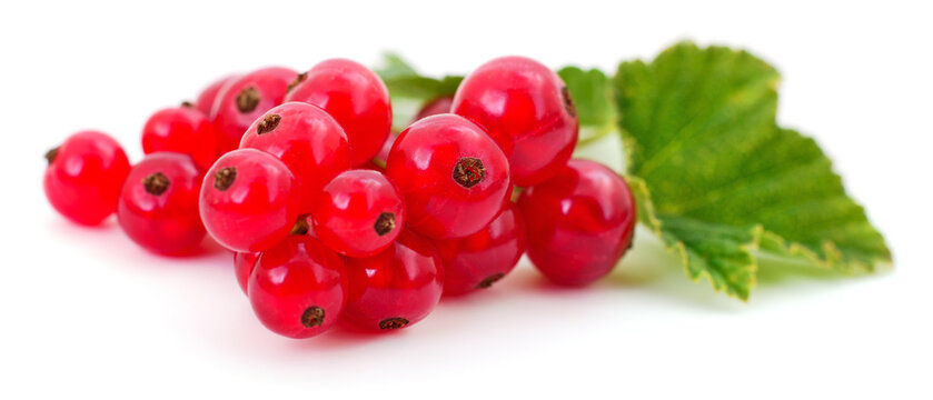 Fresh Red Currant Berries Isolated on White Background