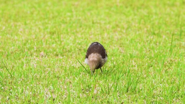 The black-collared starling (Gracupica nigricollis, young) birds extract insects from the soil on the lawn. Feeding behavior. Thailand.