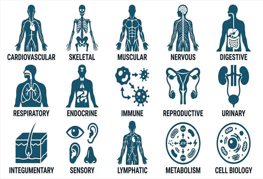 Human body systems illustrated with anatomical diagrams and labels