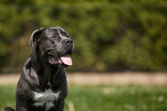 Large black dog sits on green grass