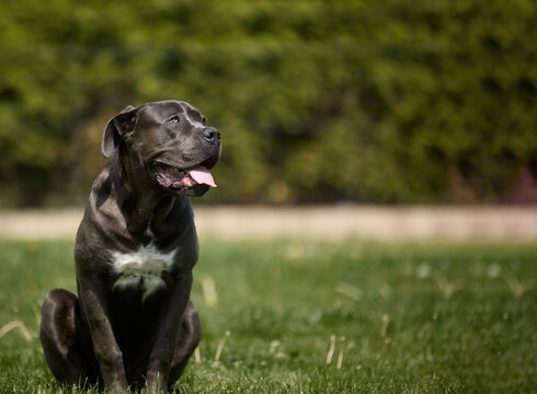 Dark dog sits on grass, tongue out