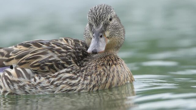 Female Mallard Duck Swimming and Quacking on Lake - 4K Wildlife Slow Motion