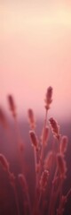 Fototapeta premium Soft hues diffuse a gentle reverie, captured in tranquil focus, feeling, subdued