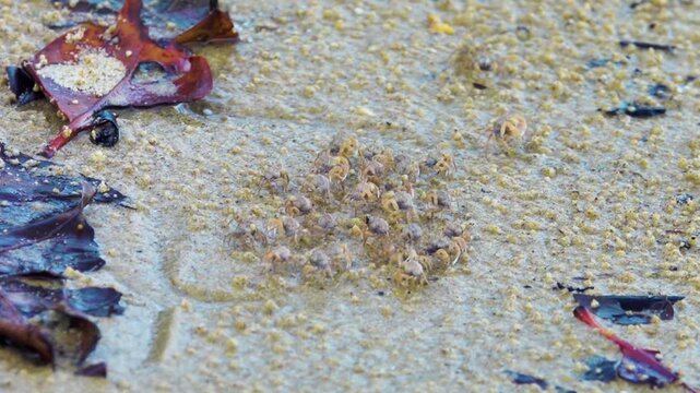 On seashore Sand bubbler crab Dotilla myctiroides or Scopimera run out in columns into low tide zone for feeding, digging hole eat sandy-silty soil, digest organic matter. South China Sea