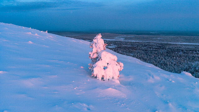 Aerial view of the Luosto fell landscape featuring a solitary snow-covered tree under the soft blue light of the polar night in Sodankyla, Lapland, Finland.
