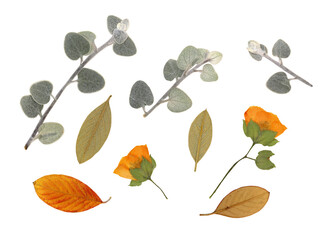 High resolution scan dried botanical collection featuring fremontodendron californicum and silver eucalyptus leaves. Pressed orange flowers green foliage herbarium specimens isolated on white © AngArt