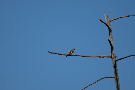 A female Minivet with bright yellow underparts and a grey head rests gracefully on a slender bare branch. Captured in its natural wild habitat with soft, dappled natural light and a blurred background
