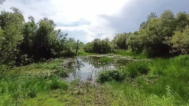A small shallow backwater surrounded by thickets of bushes and grass on a sunny summer day. Matveevskaya channel, Siberia, Russia.