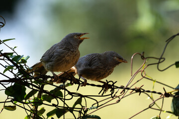 Fototapeta premium A Group of Jungle Babbles with an open beak, calling out while perched on a wire fence. Set against a vibrant, blurred lush green foliage.