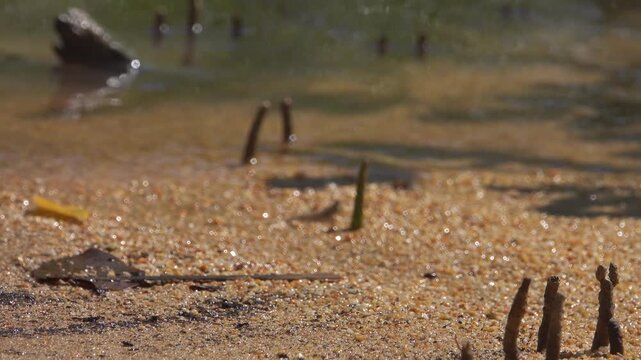 Mangroves on the coast of the Andaman Sea. Thailand. Pay attention to the aerial pneumatophore roots