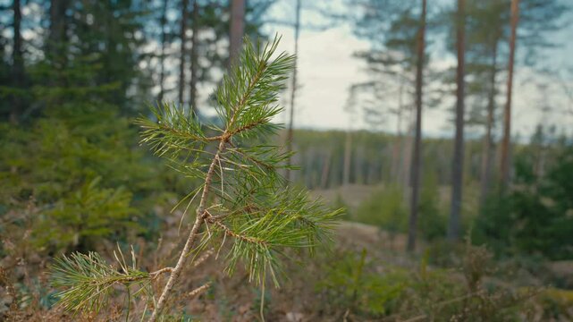 A small pine tree stands in sharp focus in the foreground, with a softly blurred forest and open clearing behind it, giving the scene a quiet and natural woodland feel.