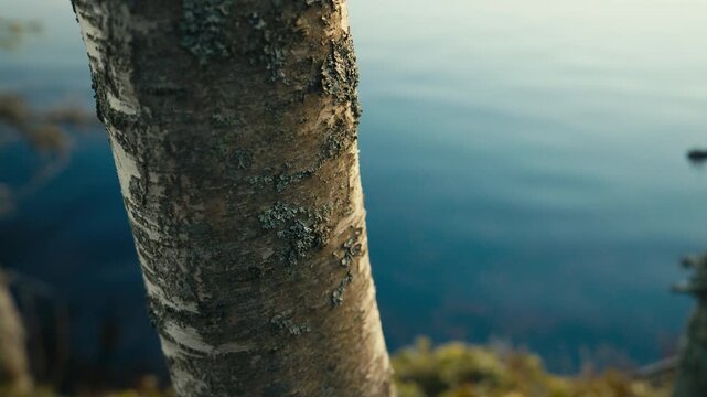 A lichen covered birch trunk fills the foreground in soft focus, while calm blue water and muted natural shapes behind it create a quiet and textural Nordic scene.