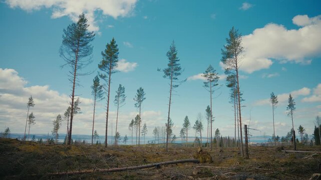 A deforested clear cut landscape stretches beneath a bright blue sky, where scattered pine trunks, stumps, and stripped ground highlight habitat loss and impact of logging on the natural environment