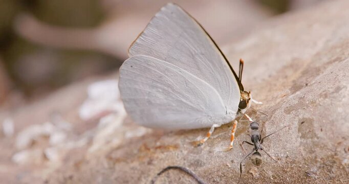 Indian Sunbeam butterfly mud-puddles in summer while an ant approaches and interacts curiously