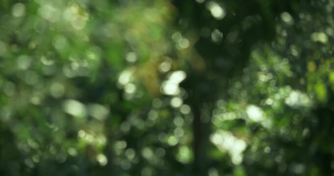 A dynamic portrayal of nature's beauty with blurred motion emphasizing a vibrant green landscape.