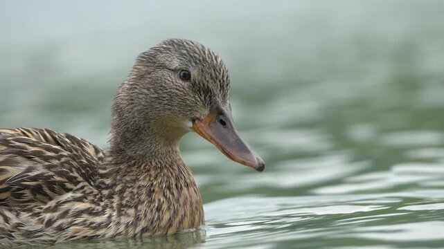 Female Mallard Duck Swimming and Looking Around - 4K Wildlife Slow Motion