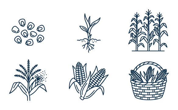 Corn cultivation process from seed to harvest farming