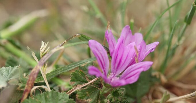 Close-up view of vibrant Malva or Malva sylvestris mauve-purple flower blooming in grassy natural environment.