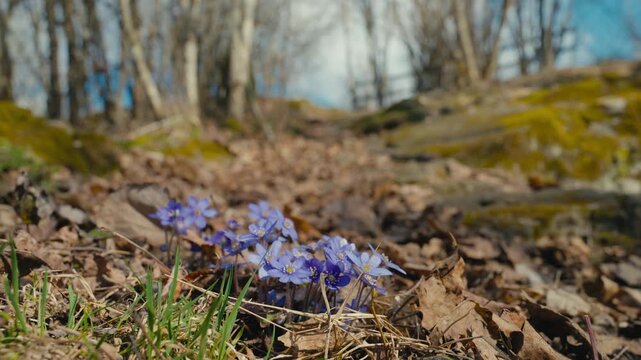 Blue hepatica flowers bloom through dry leaf litter on a sunlit forest floor in Norway, capturing one of the clearest and most familiar signs of early spring in Nordic nature.
