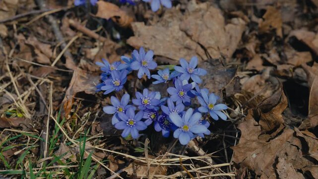 A close view of blue hepatica flowers blooming through dry leaves on the forest floor captures one of the clearest and most beloved signs of spring in Norway.