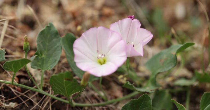 Convolvulus arvensis or field bindweed delicate pale pink wildflower blooming among grassy ground on natural environment.