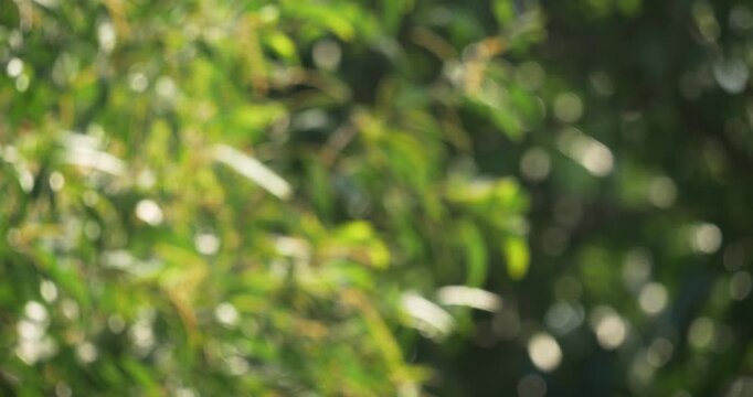 A vibrant portrayal of nature's beauty showcasing motion and blur in a serene green setting.