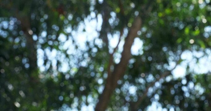 A mesmerizing display of nature's motion with blurred trees under bright sunlight.
