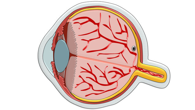 Human Eye Anatomy Cross Section Diagram