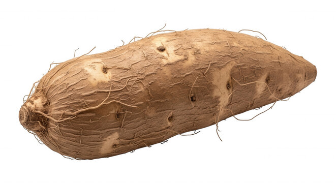 A single raw yuca root, also known as cassava, with rough brown textured skin and thin fibrous roots isolated on a black background