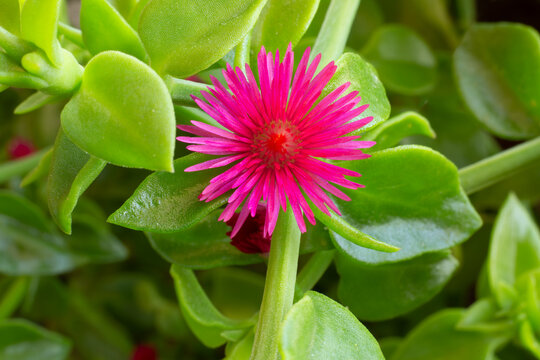 Mesembryanthemum cordifolium, Aptenia cordifolia A succulent plant belonging to the Aizoaceae family. Flowering balcony. Gardening.Close up
