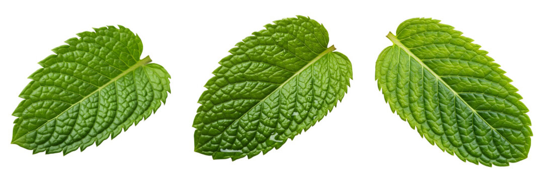 Fresh Organic Mint Leaves Collection Isolated on White Background for Herbal Tea Ingredient, Healthy Cooking, Food Styling, Cosmetic Product Design, and Aromatherapy