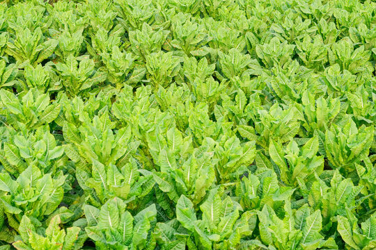 Mature vegetable asparagus lettuce in the field