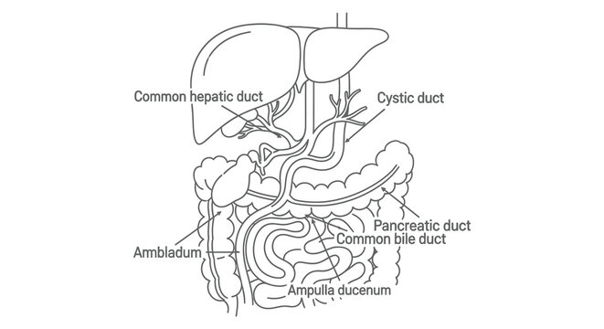 Human liver and biliary system anatomy illustration silhouette