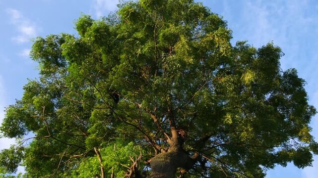 Low Angle View of Large Tropical Tree with Lush Green Canopy and Crow Flying Against Blue Sky