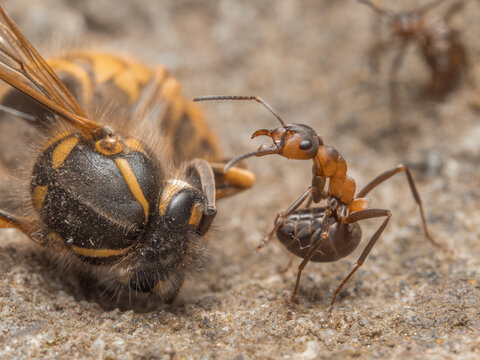 In der Nahaufnahme ist eine rote Waldameise der Art Formica polyctena in aufrechter Haltung neben einem erlegten Insekt zu sehen. Dabei sind die F&uuml;hler aufgerichtet und die Mandibeln ge&ouml;ffnet.