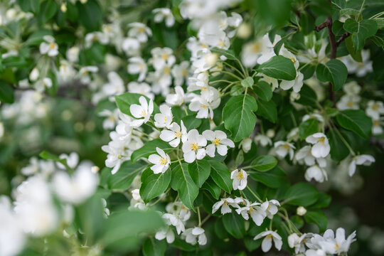 Closeup of blossoming apple tree Malus baccata mandshurica. Spring time, flowering season in nature. 