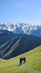 Fototapeta premium eautiful scenic view of Sayram Lake with turquoise water and snow-capped Tianshan mountains in Xinjiang, China