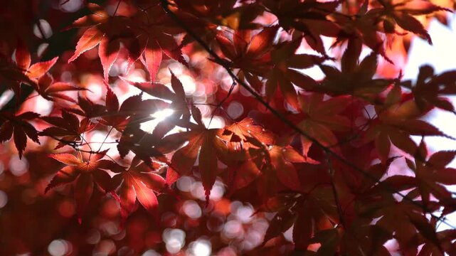 Red maple leaves background with sun flare and bokeh