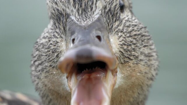 Extreme Close-up of Female Mallard Duck Quacking - 4K Wildlife Slow Motion