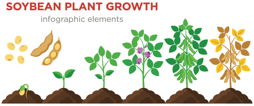 Soybean plant growth infographic elements isolated on white background.