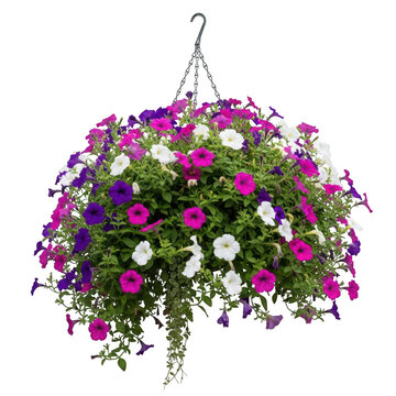 A beautiful hanging basket filled with vibrant purple and pink flowers